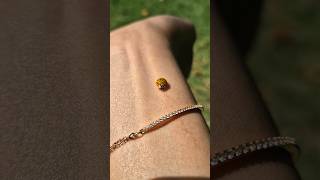 Quand il voit une coccinelle asiatique [upl. by Tatianna]