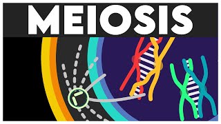 Meiosis Animation  Cell Cycle and Cell Division Class 11  Meiosis I  Meiosis II  NEET 2024 [upl. by Eziechiele969]