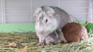 Baby Guinea Pigs Rumblestrut [upl. by Annez]