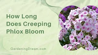 How Long Does Creeping Phlox Bloom [upl. by Ahtibbat]