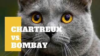 who is better cat ChARTREUX VS BOMBAY cat 🐈 bspuppy cutedog howisbwttercat [upl. by Feliza921]