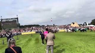 Duble winning Shetland Pony Grand National  Heat at Burghley Horse Trials [upl. by Lenor]