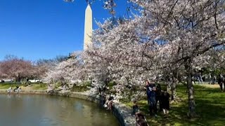 La fioritura dei ciliegi a Washington lungo il Tidal Basin [upl. by Ahsoj]