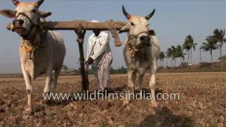 Traditional Vs Modern ploughing methods in India [upl. by Albie428]