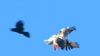 midair attack ravens vs redtailed hawk [upl. by Annauqal80]