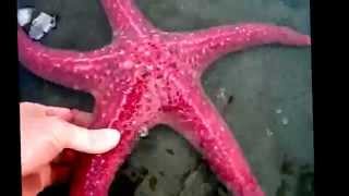 Starfish facts 11 facts about Sea Stars [upl. by Etolas]