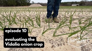 Episode 10 Evaluating the 2024 Crop of Vidalia Onions [upl. by Aiksas973]