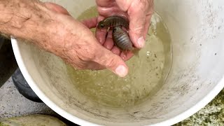 Breeder Selection  Aulonocara baenschi  Tropical Fish Hatchery [upl. by Lemay]