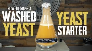 How to Make A Yeast Starter with Harvested and Washed Yeast [upl. by Laehcor]