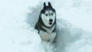 Mishka the Husky in DEEP SNOW [upl. by Essila]