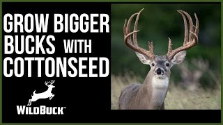 How Cottonseed Can Help Grow Bigger Bucks [upl. by Eddie]