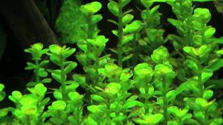 Rotala indica [upl. by Ruelle]