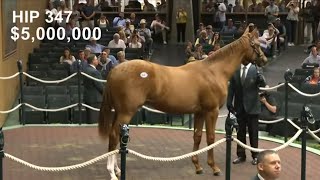 Whisper Hill Farm Secures 5M Curlin Colt at Keeneland Yearling Sale Viral Shorts AI Curling [upl. by Eenafit]