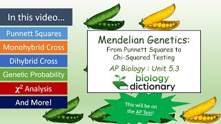 Mendelian Genetics From Punnett Squares to ChiSquare Testing  AP Biology 53 [upl. by Uni]