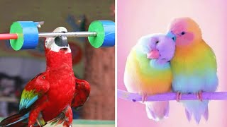 Smart And Funny Parrots Parrot Talking Videos Compilation 2023  Cute Birds 33 [upl. by Aicyla]