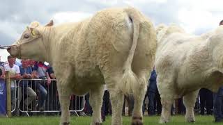 Irish Charolais 2017 [upl. by Belloir]