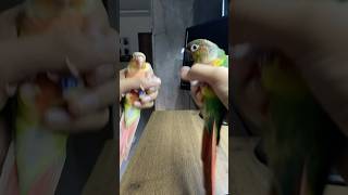 Dancing parrotsbirds funny [upl. by Hceicjow]