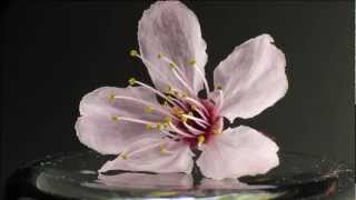 Wilting flower time lapse [upl. by Trish]