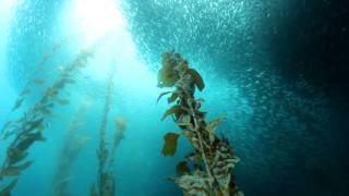 Baits sealion and bat rays at Cortes Bank [upl. by Nairot]