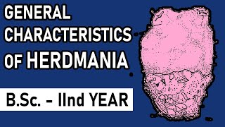 General Characters of Herdmania  Urochordata  BSc2nd year  Zoology Point [upl. by Gib584]