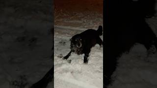 Igranje Na Snegu ❄️💙 viralvideo viralshorts funny [upl. by Glover]