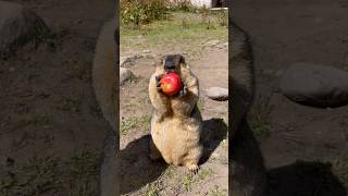 Adorable Himalayan Marmot Eating Tomato animalshorts marmot marmota marmotta cuteanimals [upl. by Johnathan]