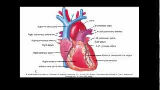 Cardiovascular Alterations [upl. by Nelac]