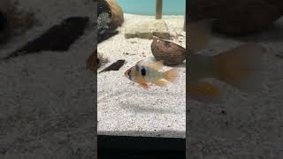 pez ramirezi music beach love fish acuarium trending aquarium shortvideo fishtank shorts [upl. by Zurheide276]