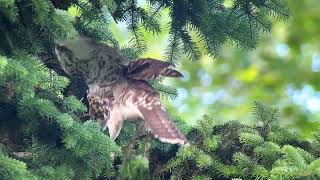 20240607 NYAC Redtailed Hawks [upl. by Eelirem]