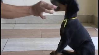 Doberman puppy for sale Kuala Lumpur Malaysia [upl. by Soane]