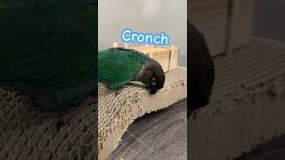 Some birb ASMR greencheekconure birb birds conure asmr fyp foryou [upl. by Brathwaite]