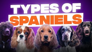 10 Different Types of Spaniels [upl. by Bork378]