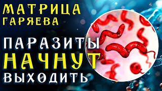 Всего 5 минут в день и Вы Избавитесь от Паразитов ☀️ Матрица Гаряева Антипаразитарная [upl. by Nyletac]