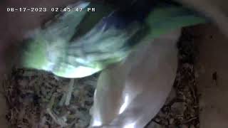 Quaker parrots mating behaviors [upl. by Nerra]