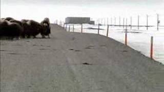 Two foot Musk Ox attacks Grizzly Bear [upl. by Aihsot]