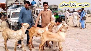 Madrasa bakra Mandi update top quality ke bacche  6 Jul 2024  makhi chena  gillani goat farm [upl. by Rifkin]