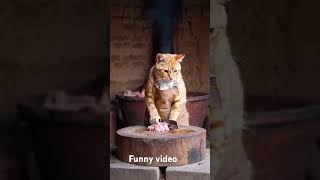 Funny video [upl. by Willtrude]