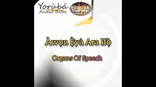 Àwọn Èyà Ara Ifọ̀ Organs of Speech learn speech grammer yoruba Language [upl. by Noiwtna]