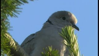 Tourterelle turque Collared Turtledove  Turkentaube Streptopelia decaocto [upl. by Aruam719]