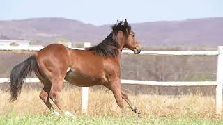 LOTE 012  NATY ZORRERO HRAJ  5º LEILAO HARAS RANCHO ALEGRE [upl. by Ititrefen]