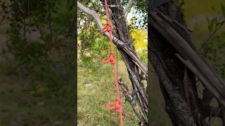 The Quickest Method for Tying a Butterfly Knot 🏕 Simple but Works Great knot shorts [upl. by Duwalt606]