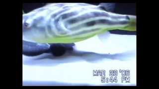 Fahaka Puffer Fish Vs Crayfish [upl. by Mahan]