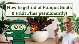 Getting rid of Fungus Gnats or Sciarid flies permanently [upl. by Taam402]