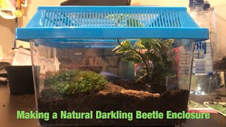 Making a naturalistic darkling beetle enclosure [upl. by Niletac]