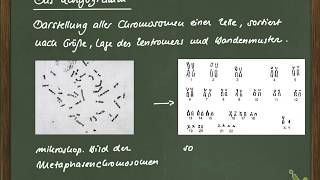 GtzVidB9 04 Karyogramm [upl. by Gerardo]