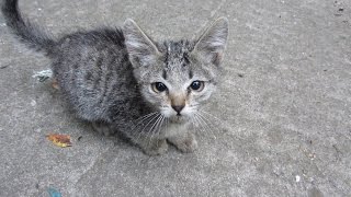 Someone abandoned two kittens and brought them to my yard [upl. by Arteid]