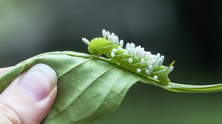 WHAT IS THIS A tomato hornworm caterpillar parasitized by a braconid wasp 🐛🐝 [upl. by Kalbli]