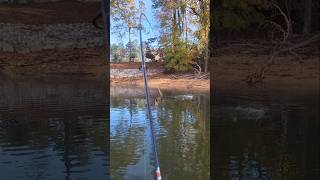 November Largemouth Plopper Fishing Lake Lanier [upl. by Kcaz]