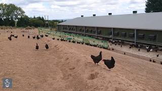 英國走地雞蛋農場 freerange egg farm in the UK 2 [upl. by Hubbard]