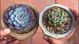 ECHEVERIA LARESENSIS  SUCCULENT CARE TIPS [upl. by Litt]